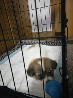  狗笼