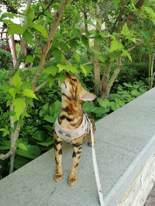 猫粮罐头