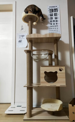 猫爬架