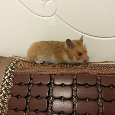 仓鼠浴沙