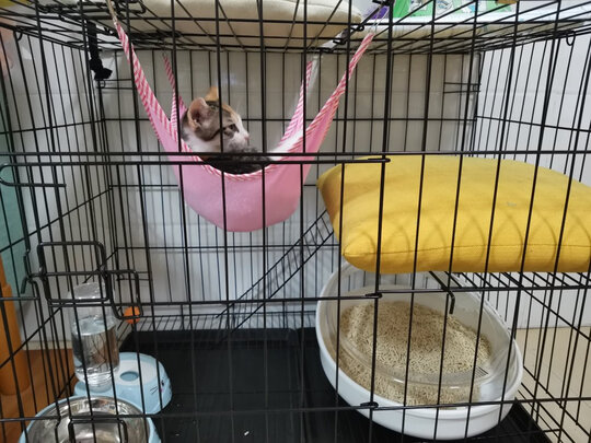 猫笼