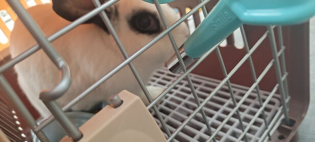 猫包