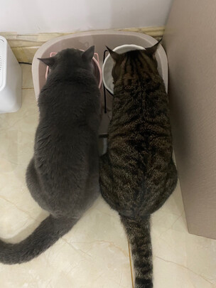 猫粮罐头
