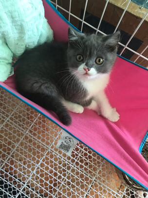 猫笼