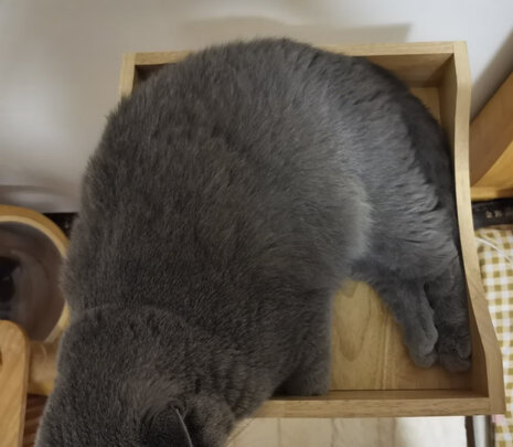 猫爬架
