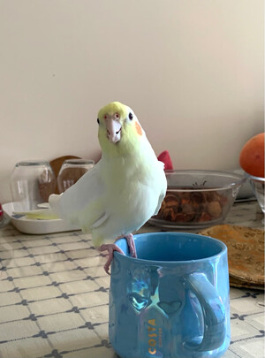 鹦鹉饲料