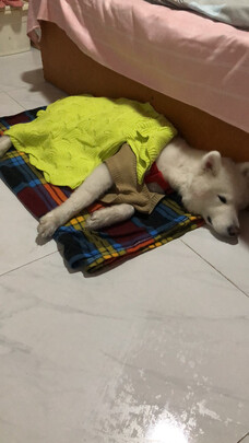 狗粮