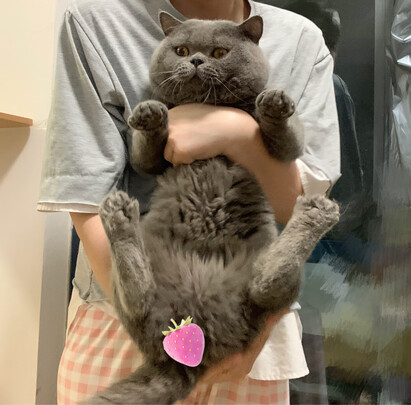 猫砂盆