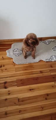 狗粮