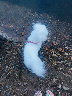 狗粮