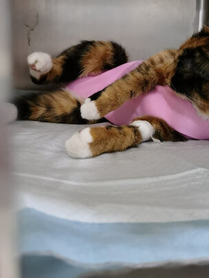 猫咪手术服