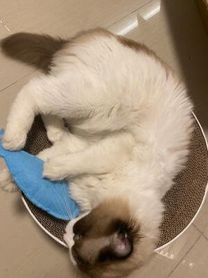 猫窝
