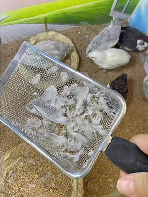 猫砂铲