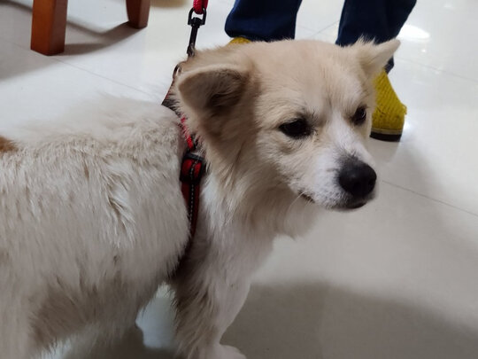 狗绳