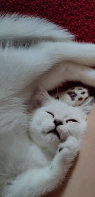 驱猫喷雾