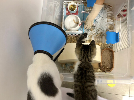 猫抓板