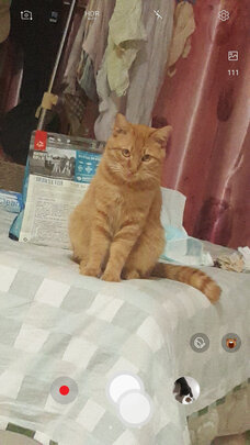 猫粮