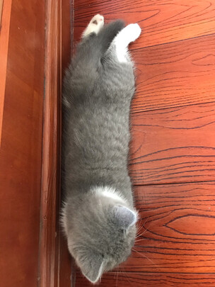 猫粮