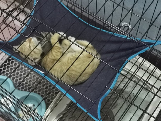  猫笼