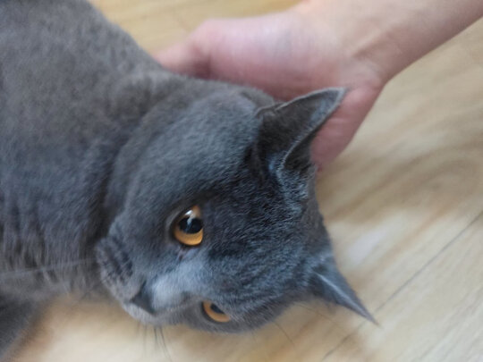 猫包