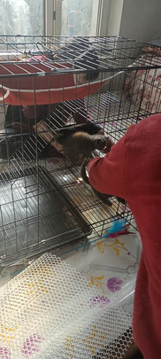  猫笼