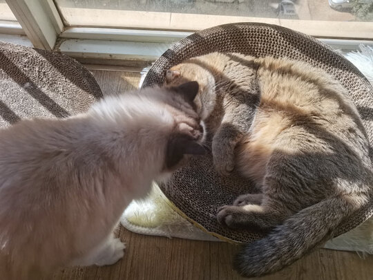 猫粮