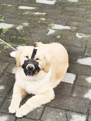 狗狗嘴套