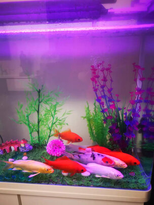鱼缸净水剂