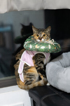 猫咪手术服