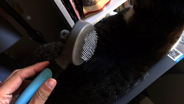 猫狗梳子
