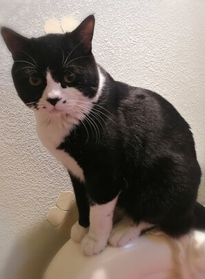 猫冻干