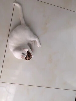 猫玩具