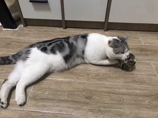 猫玩具