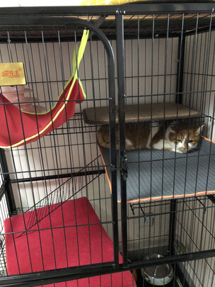 猫笼