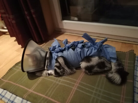 猫项圈