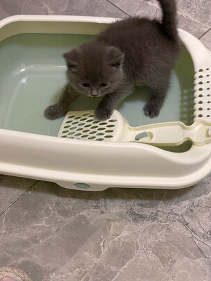 猫砂盆