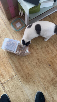 猫冻干