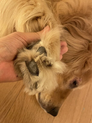 狗狗剃毛器