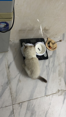 猫碗狗碗
