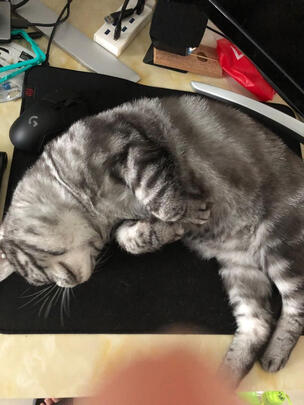猫碗狗碗