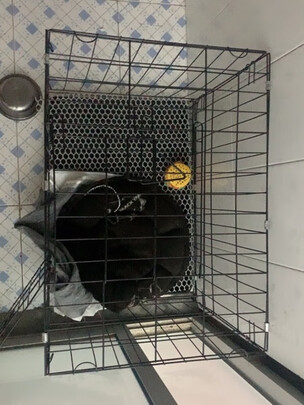狗笼