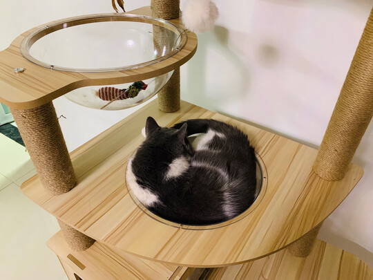 猫爬架
