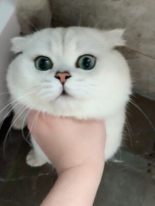 宠物免洗泡沫