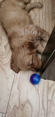 狗狗玩具