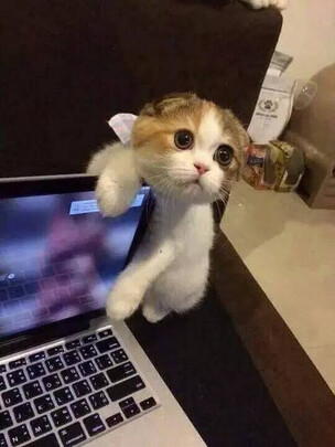 猫条猫零食