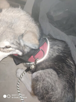 狗狗牵引绳