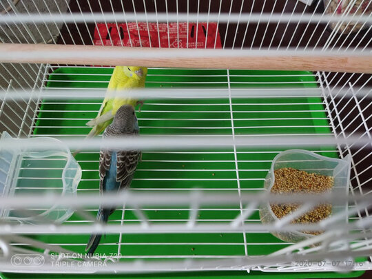 鸟笼