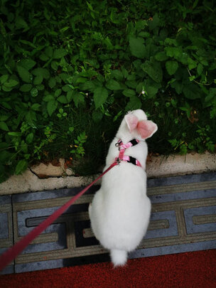 兔子牵引带