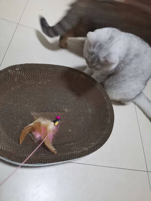 猫抓板