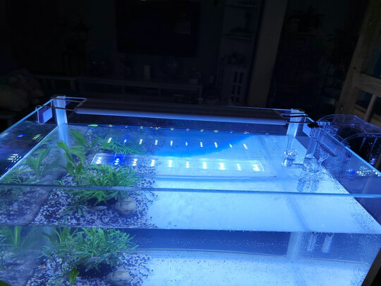 鱼缸水草灯
